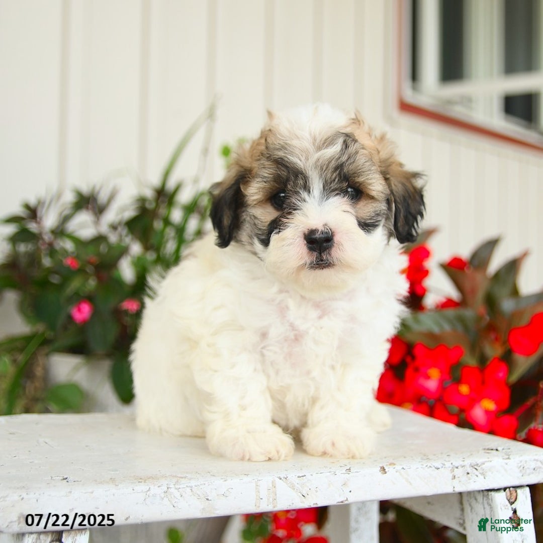 Shihpoo dogs for sale: Smores - Image 3