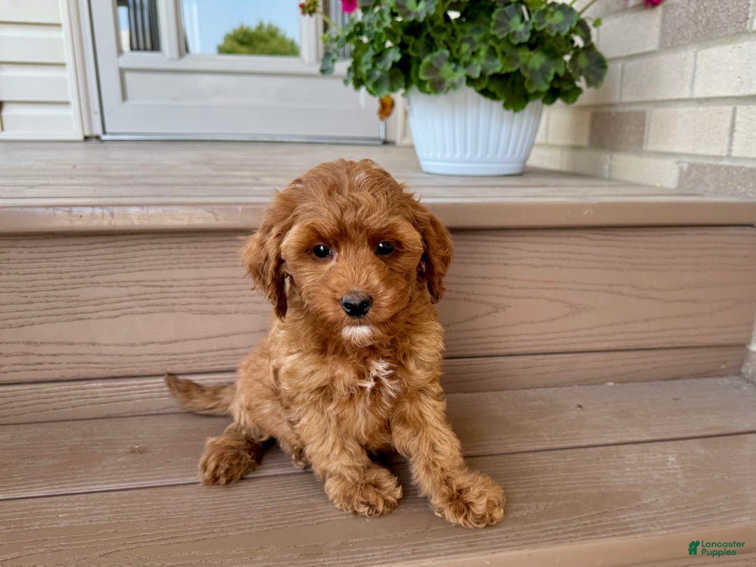 Cockapoo dogs for sale: Samantha - Image 5