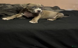 American Bully dogs for sale: Dozer - Image 7
