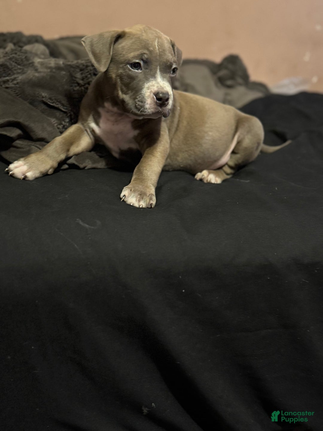 American Bully dogs for sale: Dozer - Image 7