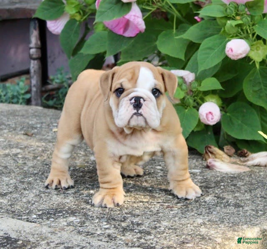 English Bulldog dogs for sale: Wyatt - Image 8