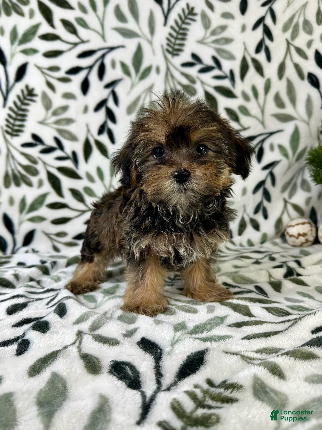 Shorkie dogs for sale: Sugar - Image 3