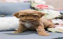 Standard Poodle dogs for sale: Cupcake - Image 3