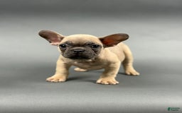 French Bulldog dogs for sale: French Bulldog 5 puppies - Image 13