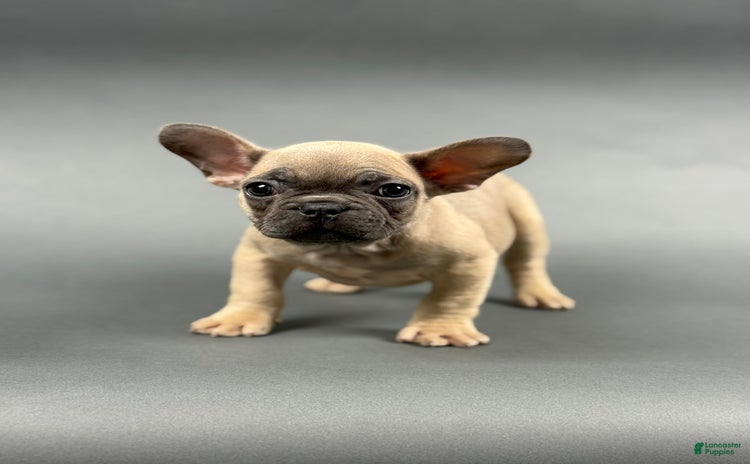 French Bulldog dogs for sale - Ad 5