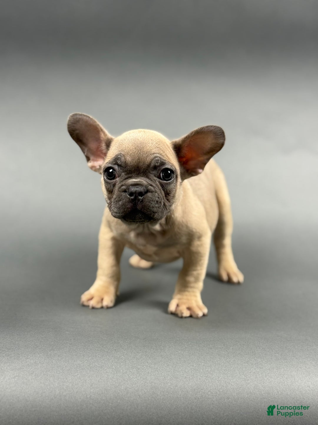 French Bulldog dogs for sale: French Bulldog 5 puppies - Image 13