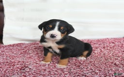Greater Swiss Mountain Dog dogs for sale: Charlotte - Image 2