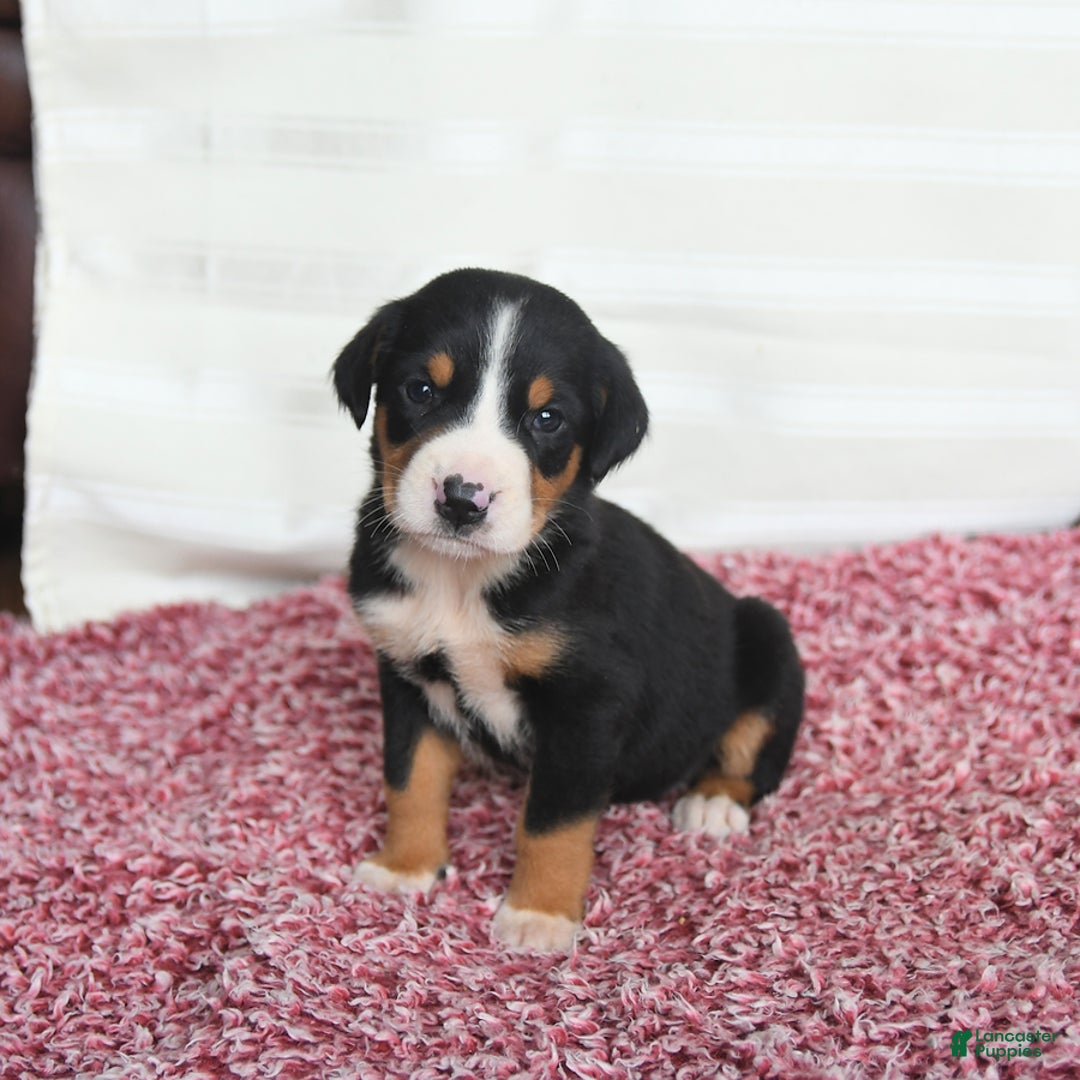 Greater Swiss Mountain Dog dogs for sale: Charlotte - Image 2