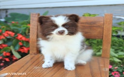 Pomeranian dogs for sale: Pomeranian 4 puppies - Image 2