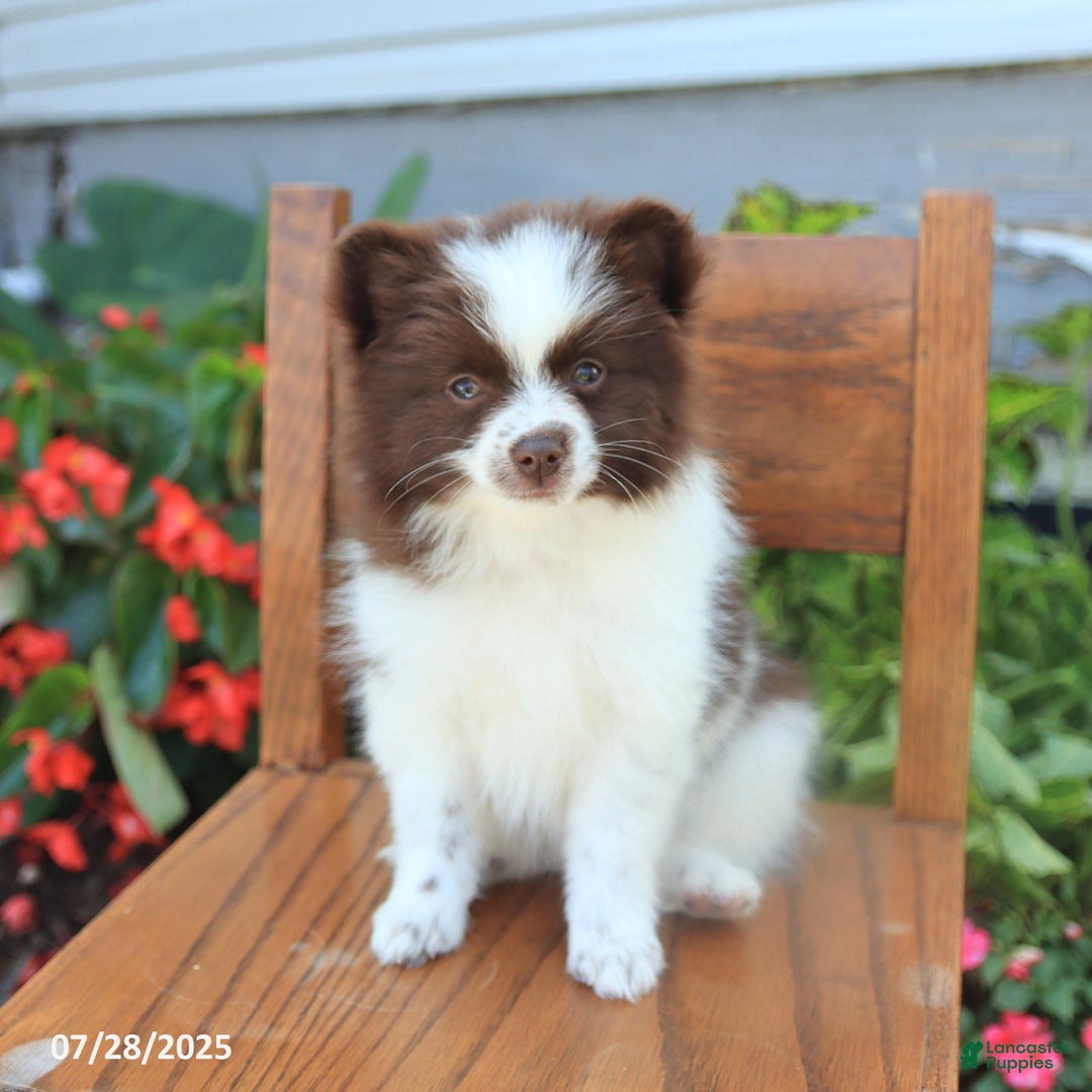 Pomeranian dogs for sale: Pomeranian 4 puppies - Image 2