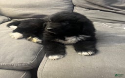 Newfoundland dogs for sale: Lando - Image 2