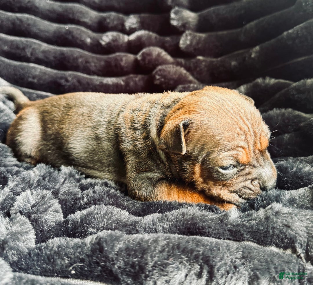American Bulldog dogs for sale: Chongqin - Listing for pets: China, Chongqin - Image 3