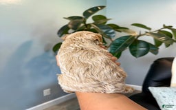 Mini Goldendoodle dogs for sale: Daisy - Image 2