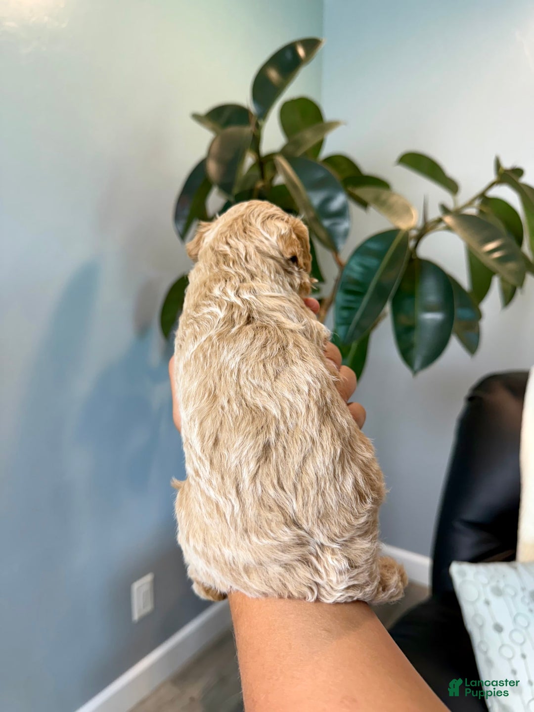 Mini Goldendoodle dogs for sale: Daisy - Image 2