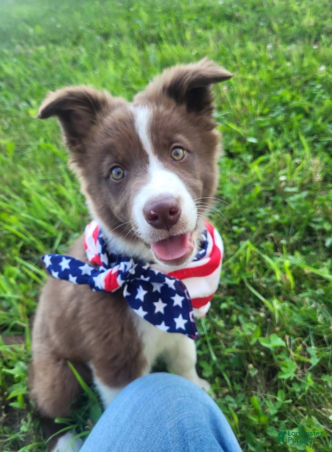 Border Collie dogs for sale: Ollie - Image 1
