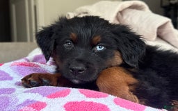 Australian Shepherd dogs for sale: Keotie - Image 4