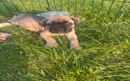 Cane Corso dogs for sale: Mandisa - Image 3
