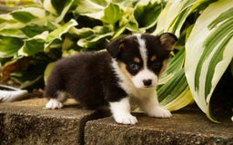 Welsh Corgi Pembroke dogs for sale: Mousse - Image 3