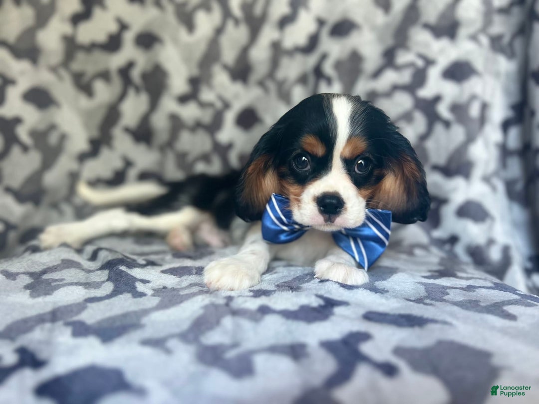 Cavalier King Charles Spaniel dogs for sale: Beans - Image 8