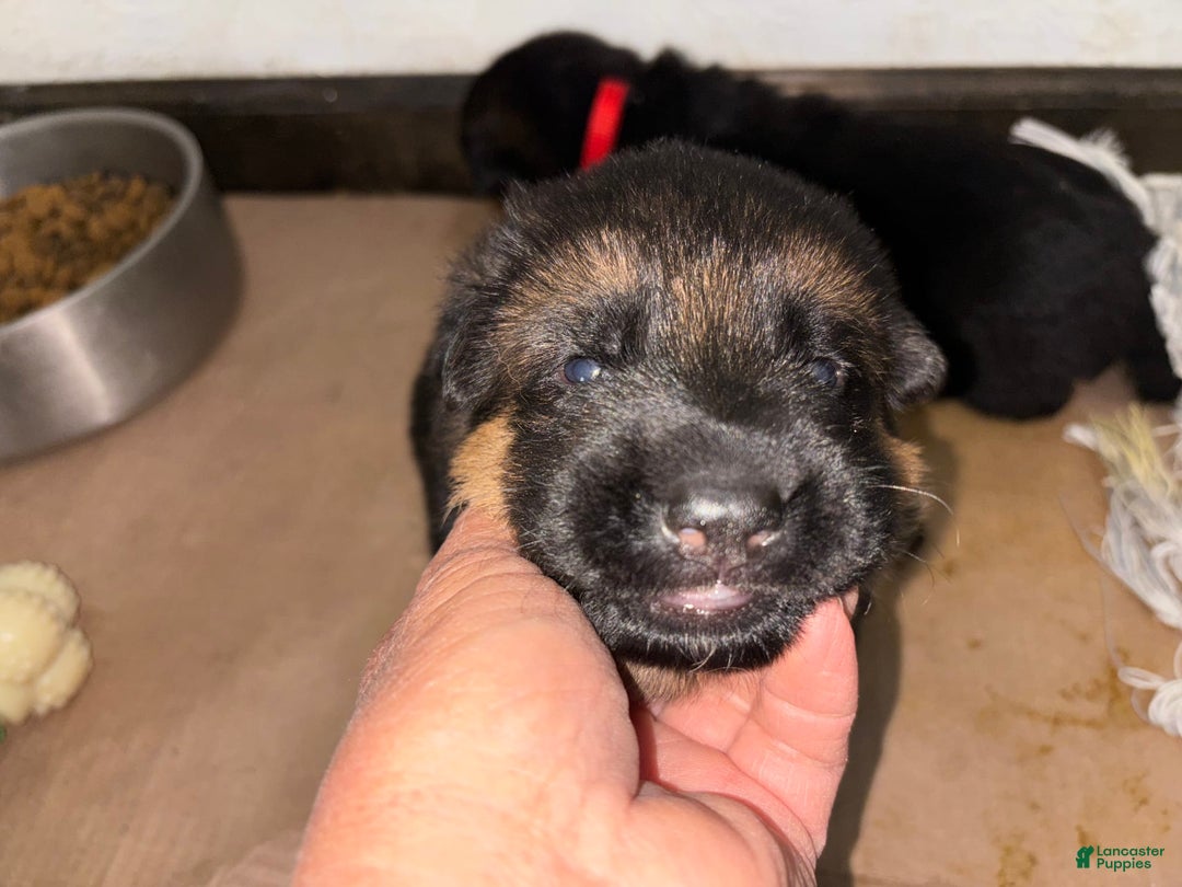 German Shepherd dogs for sale: 2nd Boy - Image 12