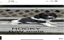 English Springer Spaniel dogs for sale: Rocky - Image 1