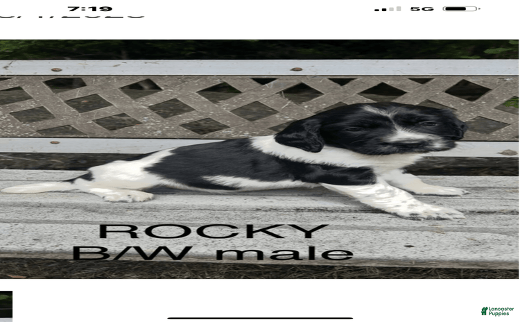 English Springer Spaniel dogs for sale - Ad 2