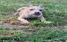 American Bully dogs for sale: Cleopatra - Image 2