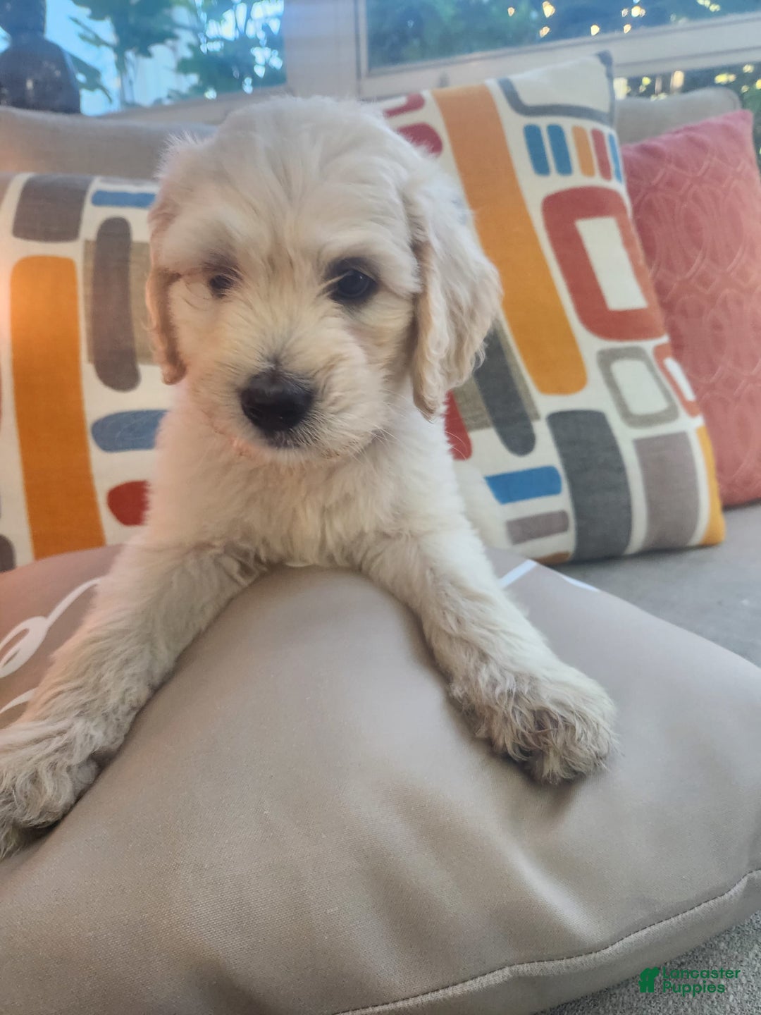 Goldendoodle dogs for sale: Cotton - Image 1