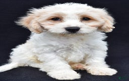 Cavachon dogs for sale: Bingo - Image 2