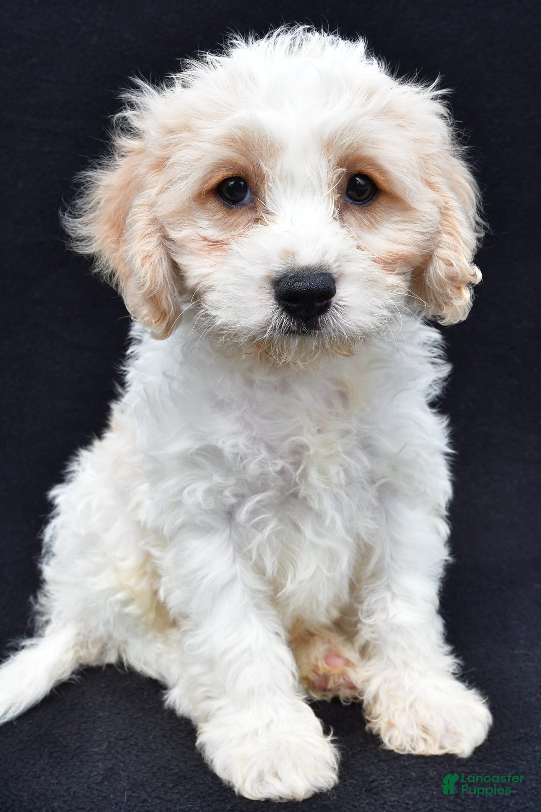 Cavachon dogs for sale: Bingo - Image 2