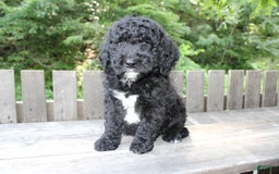 Mini Goldendoodle dogs for sale: Kevin - Image 4