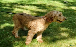 Goldendoodle dogs for sale: Cassie - Image 10