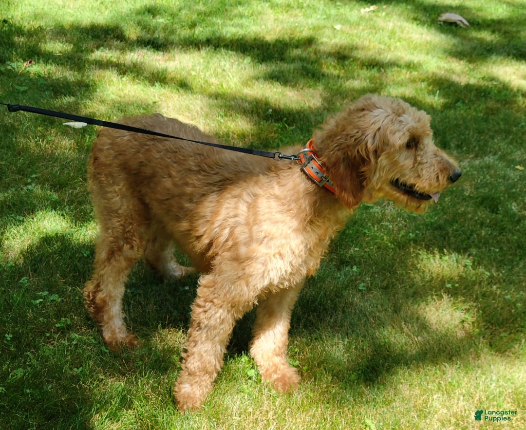 Goldendoodle dogs for sale: Cassie - Image 10