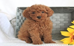 Miniature Poodle dogs for sale: Reba - Image 4