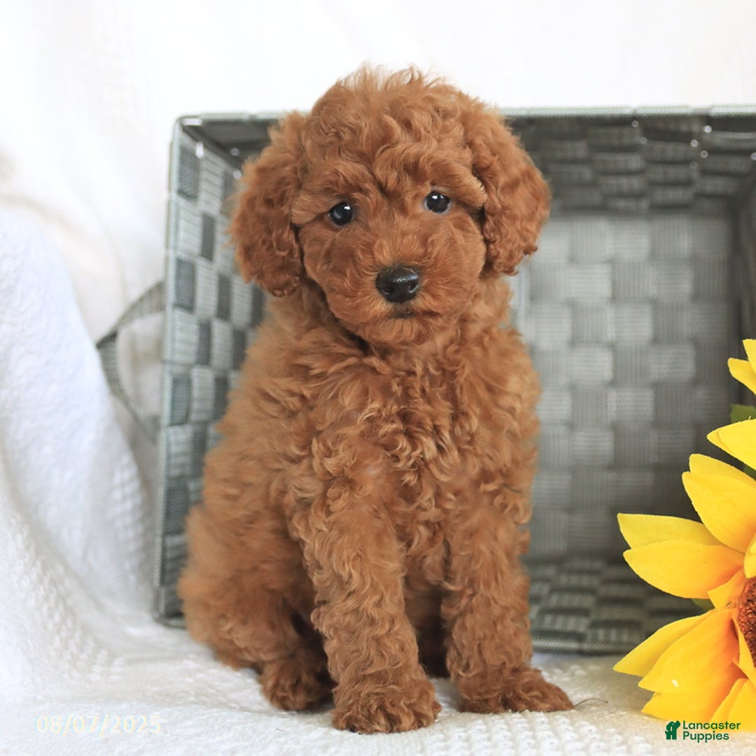 Miniature Poodle dogs for sale: Reba - Image 4