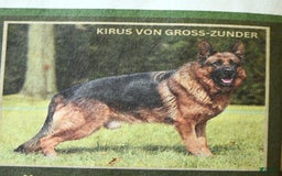 German Shepherd dogs for sale: Meadow - Image 13