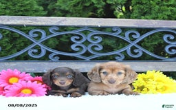 Miniature Dachshund dogs for sale: Fritz - Image 5