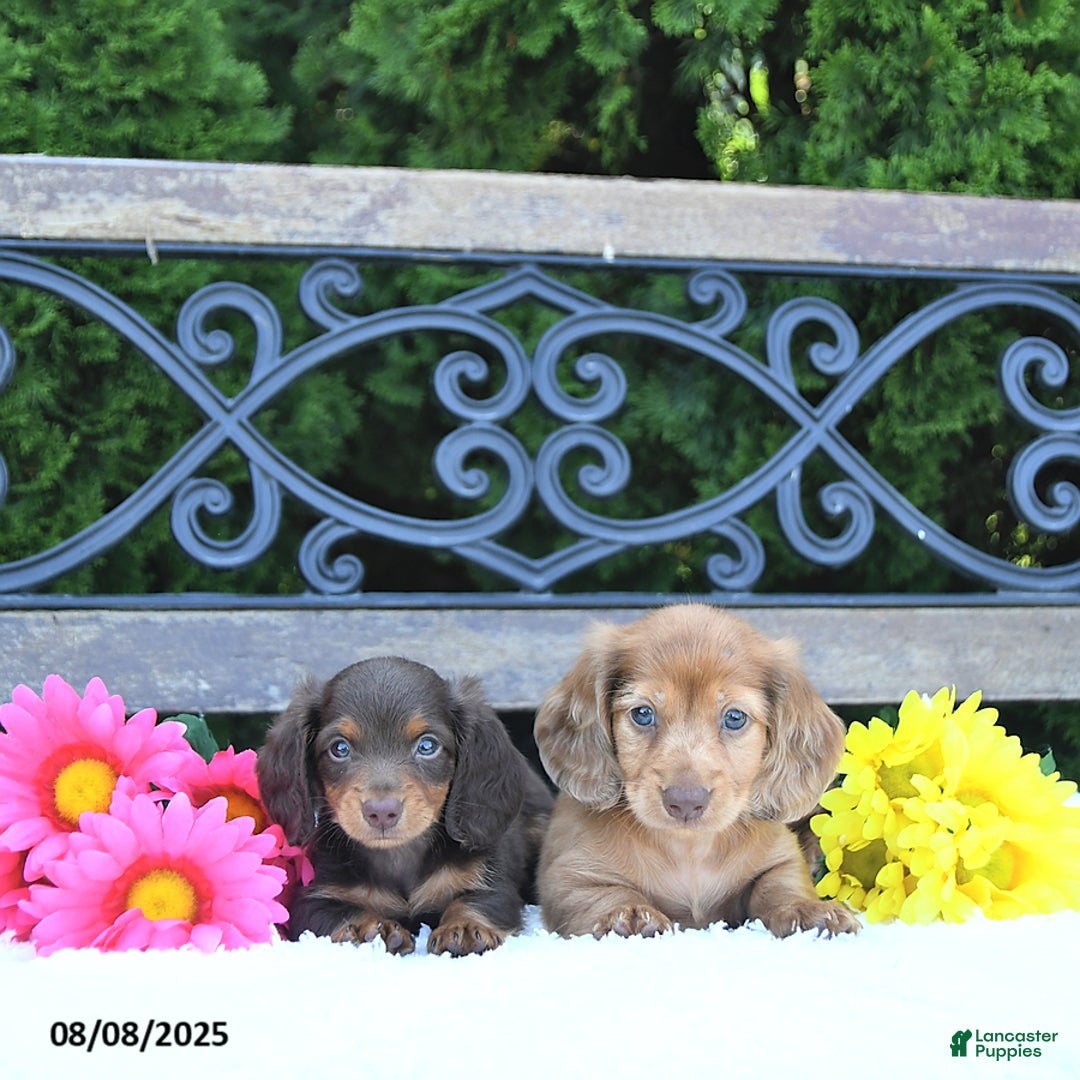 Miniature Dachshund dogs for sale: Fritz - Image 5