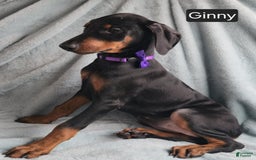 Doberman Pinscher dogs for sale: Ginny - Image 4