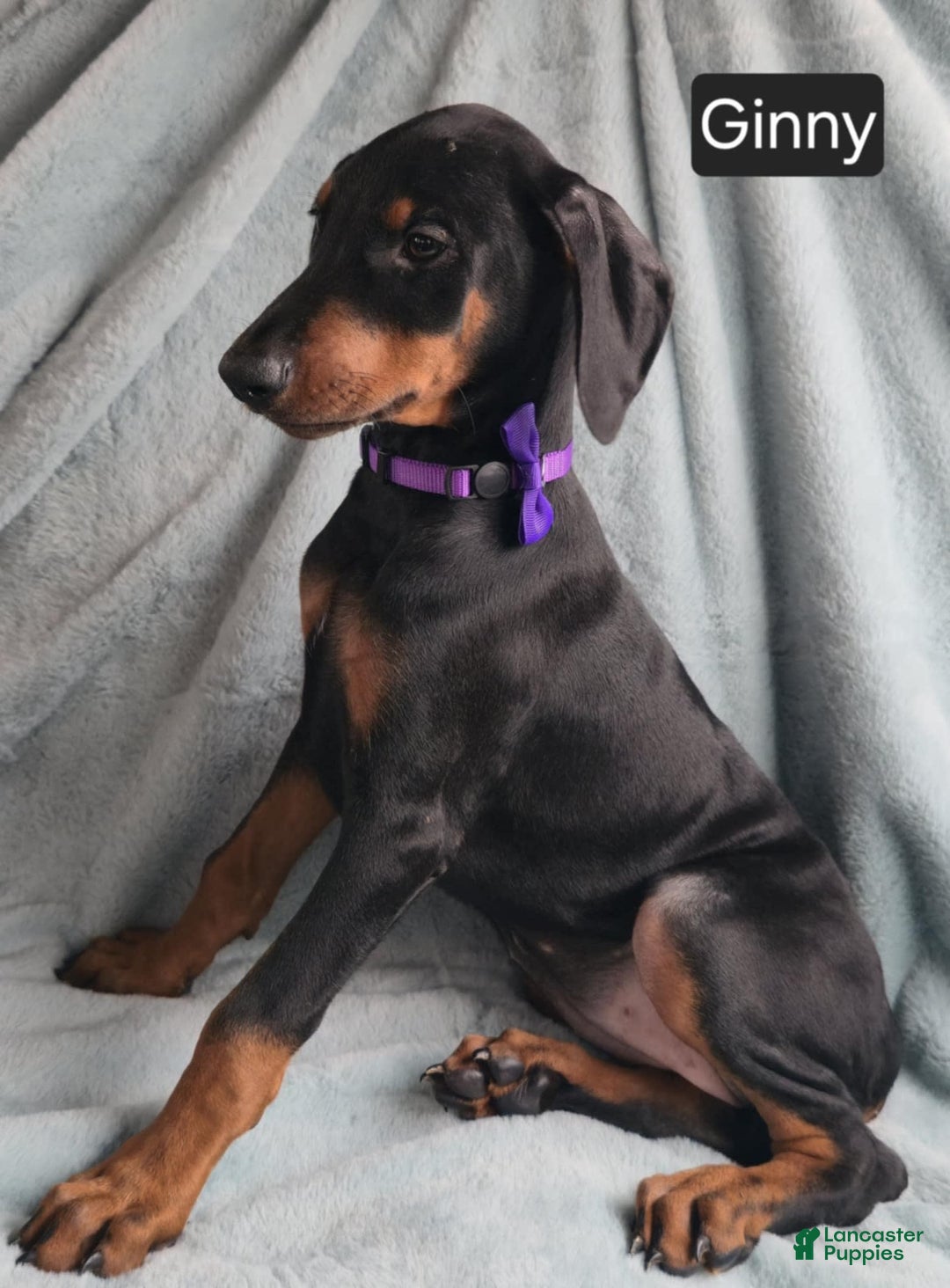 Doberman Pinscher dogs for sale: Ginny - Image 4