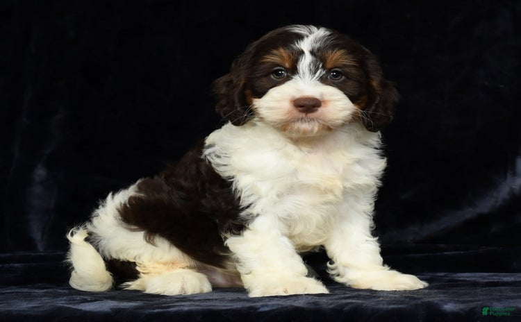 Cavapoo dogs for sale - Ad 2