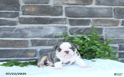 Olde English Bulldogge dogs for sale: Connie - Image 4