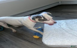 American Pit Bull Terrier dogs for sale: Ivory - Image 2