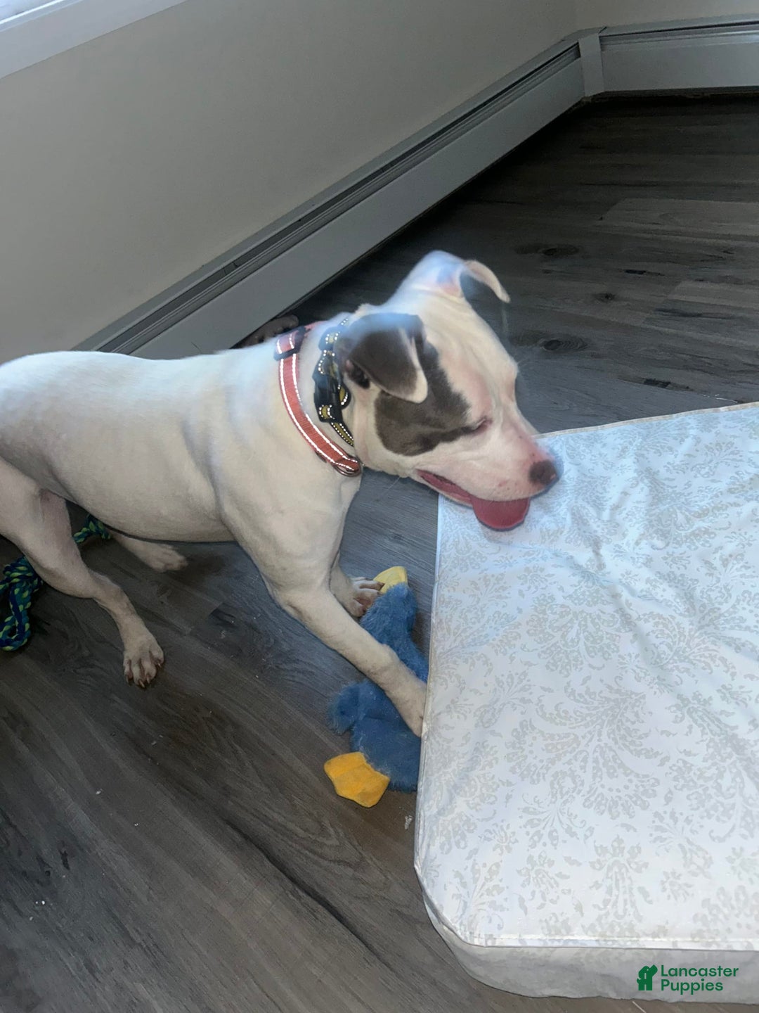 American Pit Bull Terrier dogs for sale: Ivory - Image 2