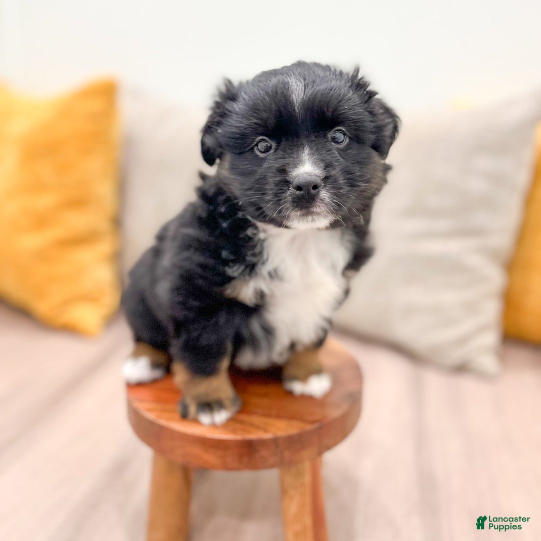 Australian Shepherd dogs for sale: Lassie - Image 14