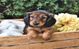 Miniature Dachshund dogs for sale: Dick - Image 9