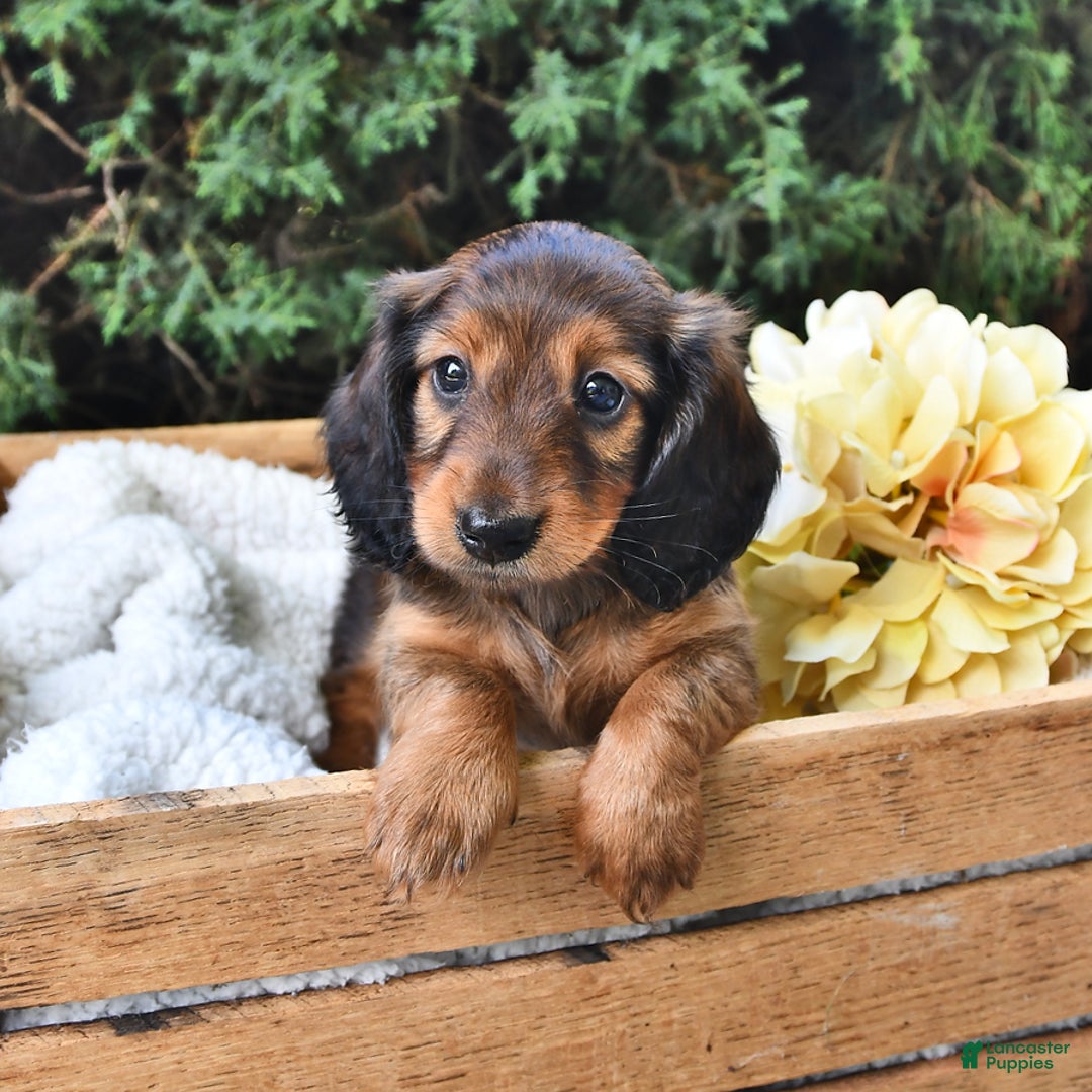 Miniature Dachshund dogs for sale: Dick - Image 9