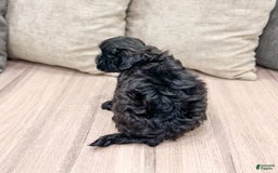 Shihpoo dogs for sale: Leti - Image 2