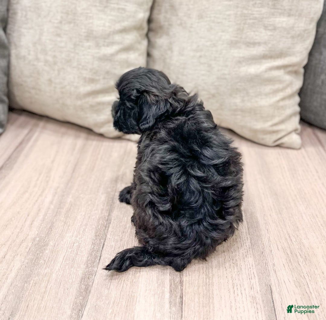 Shihpoo dogs for sale: Leti - Image 2
