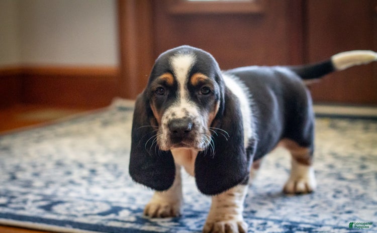 Basset Hound dogs - Advert 14